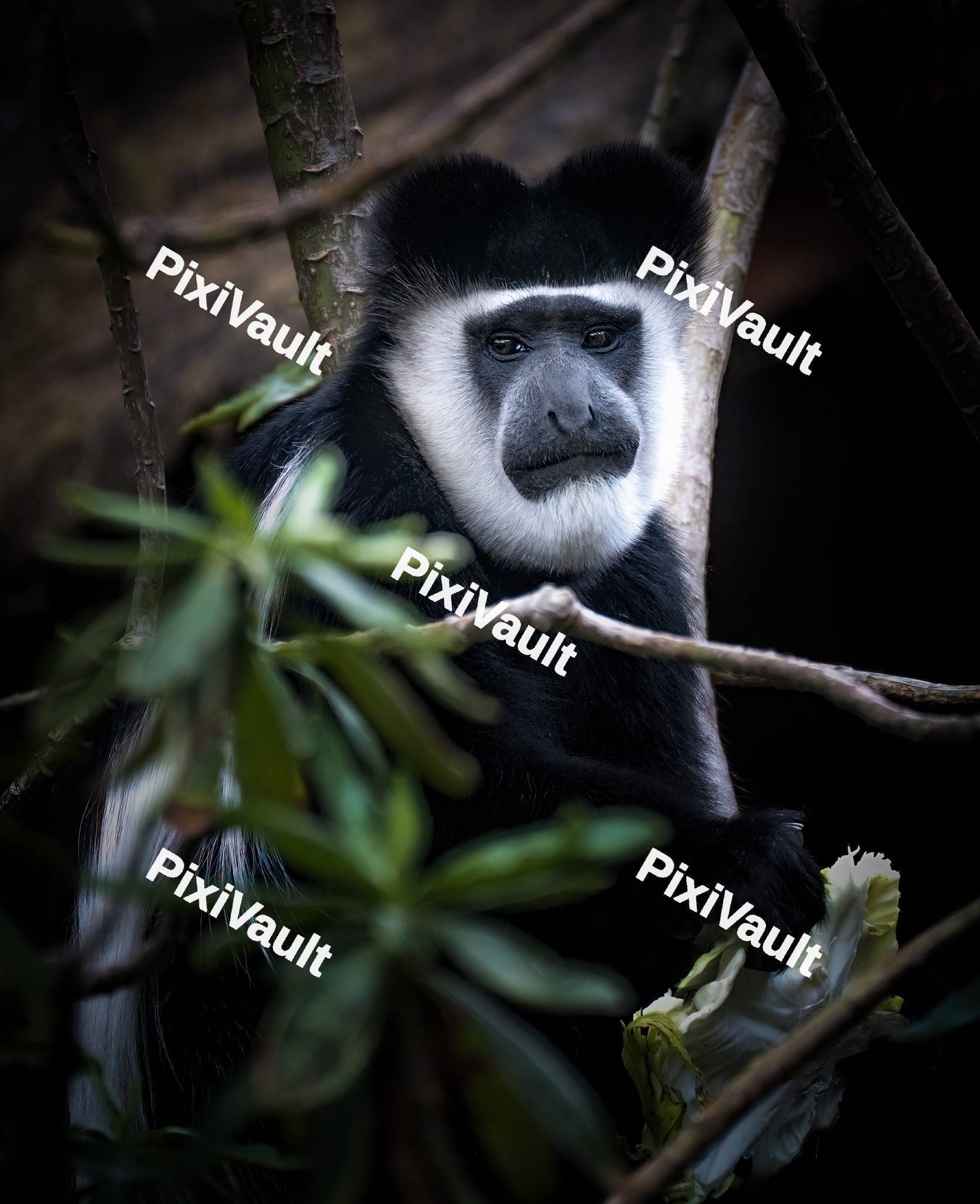Colobus Monkey